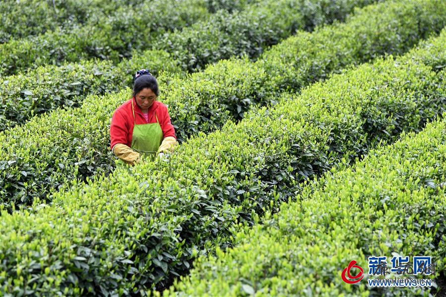 (新华全媒头条·图文互动)(21)习近平的扶贫故事