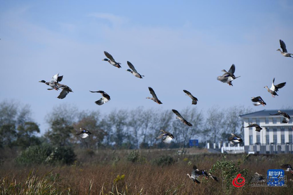 十八联圩湿地：巢湖岸边的生态画卷