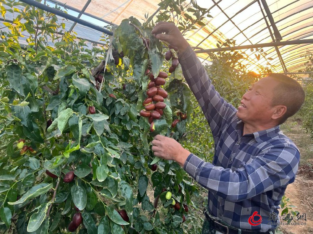 山西红枣大县秋收见闻