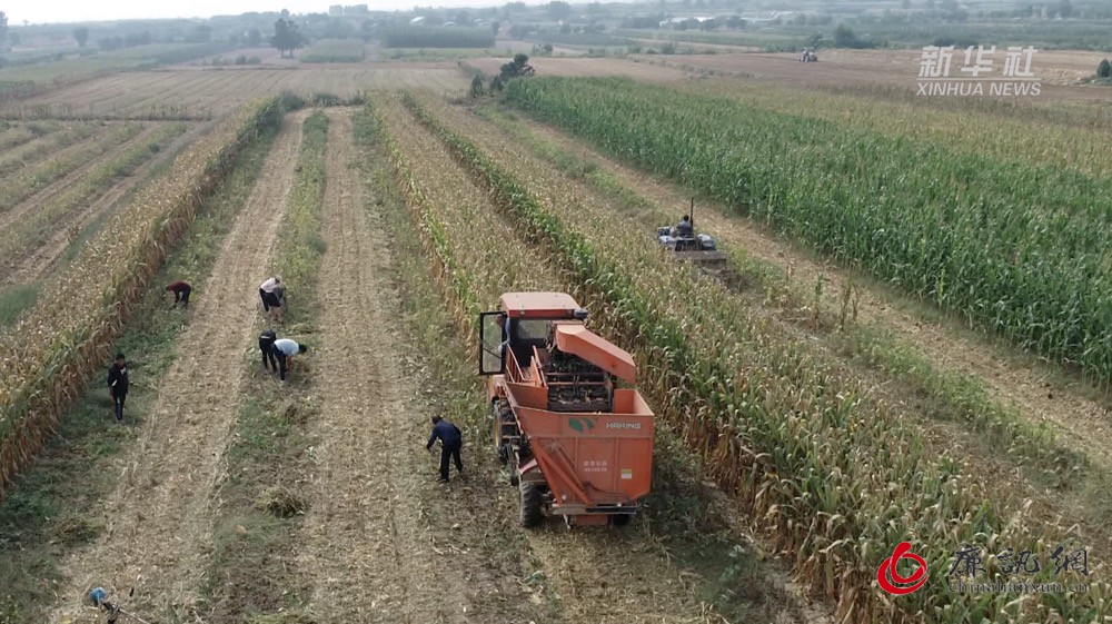 三晋大地秋收忙