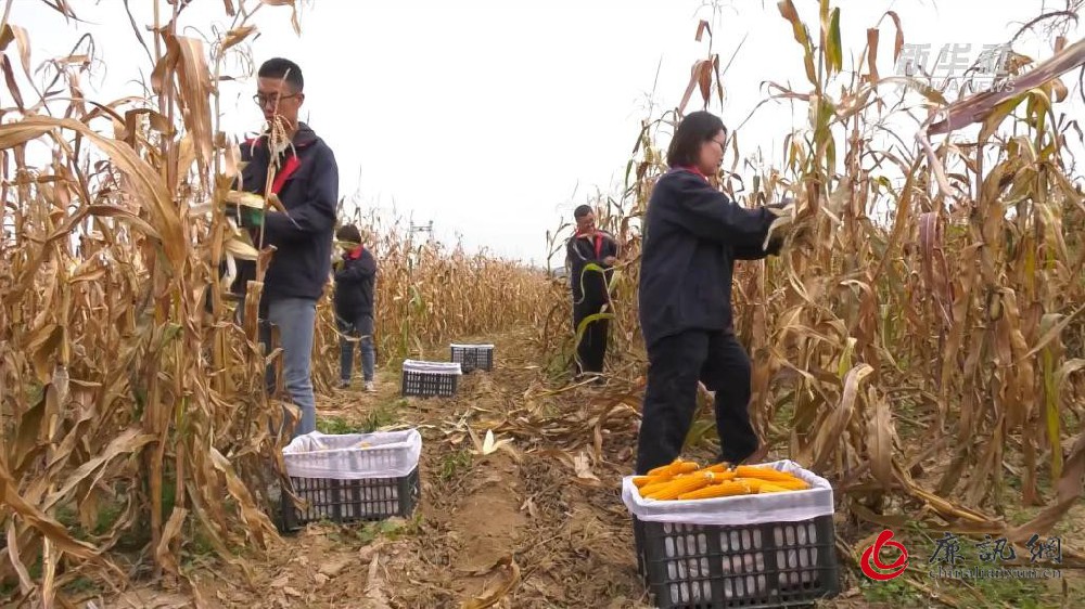 首次大规模种植的优异种质资源“珍珠玉米”获丰收